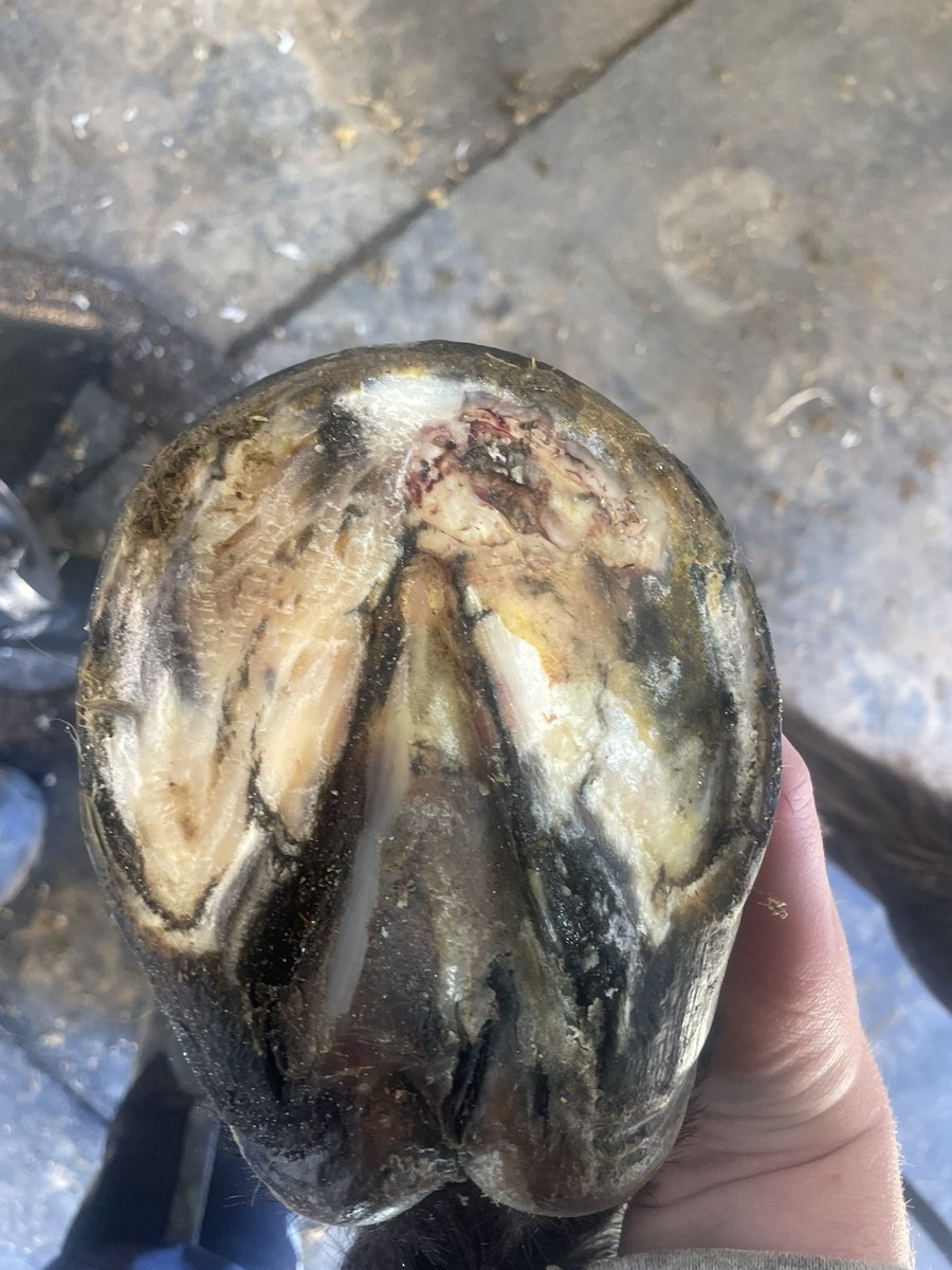 I busted him and came back after he’d had time for it to kick in, and then resected and trimmed and he’s so much more comfortable.