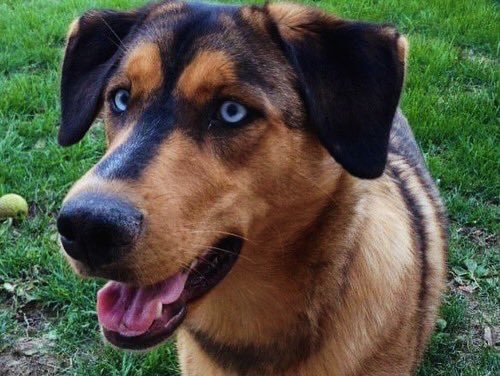 August 2011-February 2024

Hell of a run. 12/10 good girl