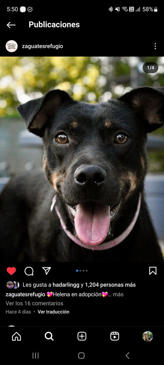 purnasty666's tweet photo. TOMORROW I GET THIS DOG!!!! https://t.co/hAJxvZf3IO