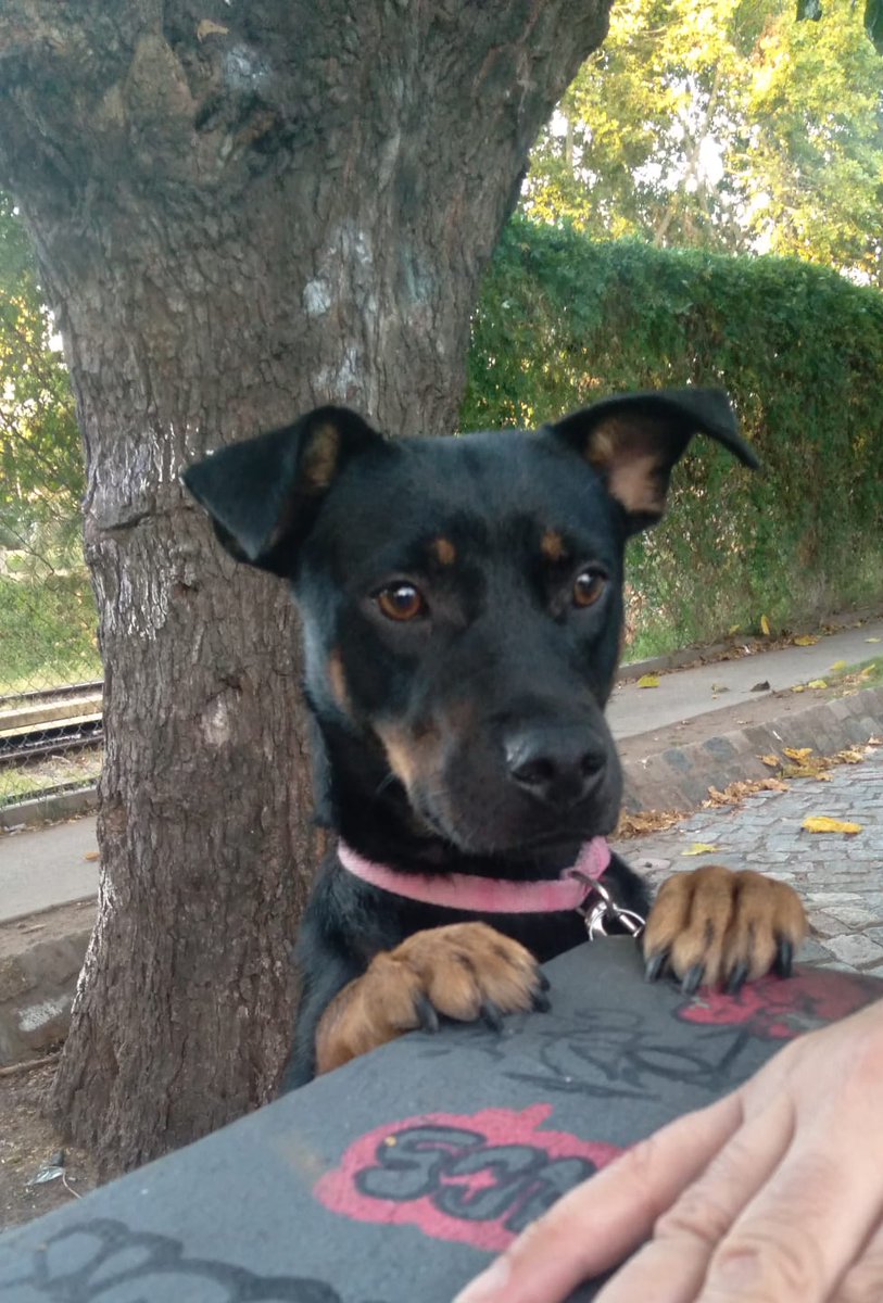 purnasty666's tweet photo. TOMORROW I GET THIS DOG!!!! https://t.co/hAJxvZf3IO