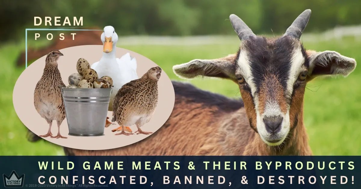 VictoryBlogChik's tweet photo. ❌🐐"DREAM: Wild Game Meats & Their Byproducts Confiscated & Banned!"🚫🥚🧀

I had this #dream on March 23, 2023.
In this dream, their was an arm of the government that was going out to all the  farms that raised goats, quail, ducks, and the like, and they were taking the animals away from the farms. They were also going to facilities that..…⬇️⬇️⬇️Follow link below to continue reading this dream!

READ DREAM HERE: ✅ https://t.co/ExOwZWjtNp

 #Dreams #Visions #Government #Food #Confiscation #FoodSupply #LocalFarmer #Warning

#Christianity #endtimesprophecy #christianblogger #ChristianBlog #Blog #Post #prayersforhealing #Salvation  #prophecy
