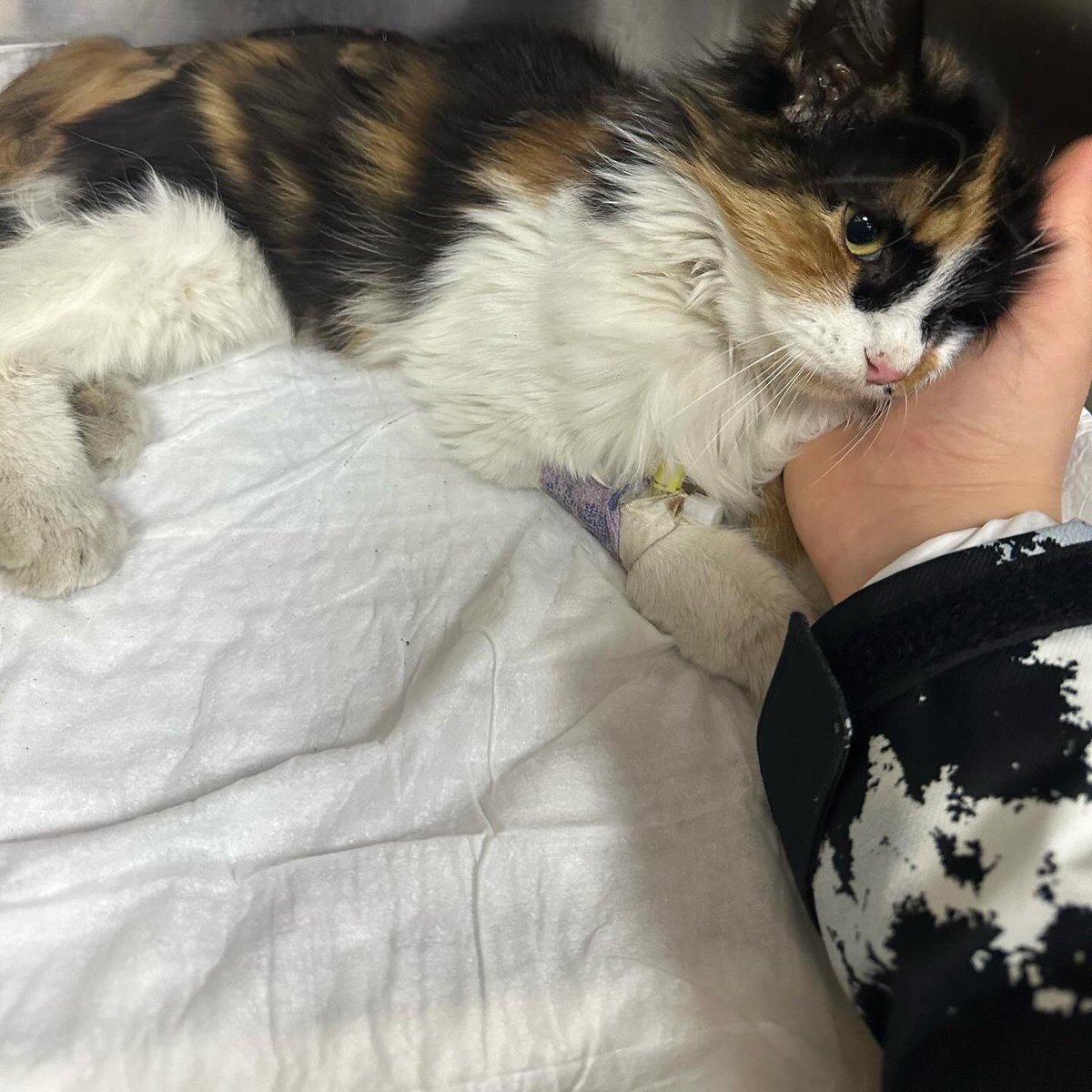 İstanbul'daki bu sevimli Calico kedi bir kaza sonucu omurgası kırık bulundu. Başarılı bir ameliyat geçirdi fakat özel ilgiye ihtiyacı var, tuvaletini kendi kendine yapamıyor.Sevgi dolu bir yuva sağlamak isteyenler, iletişim: @peteklbn #engellicanlaraöncelik #engellicanlarayuva 🐾