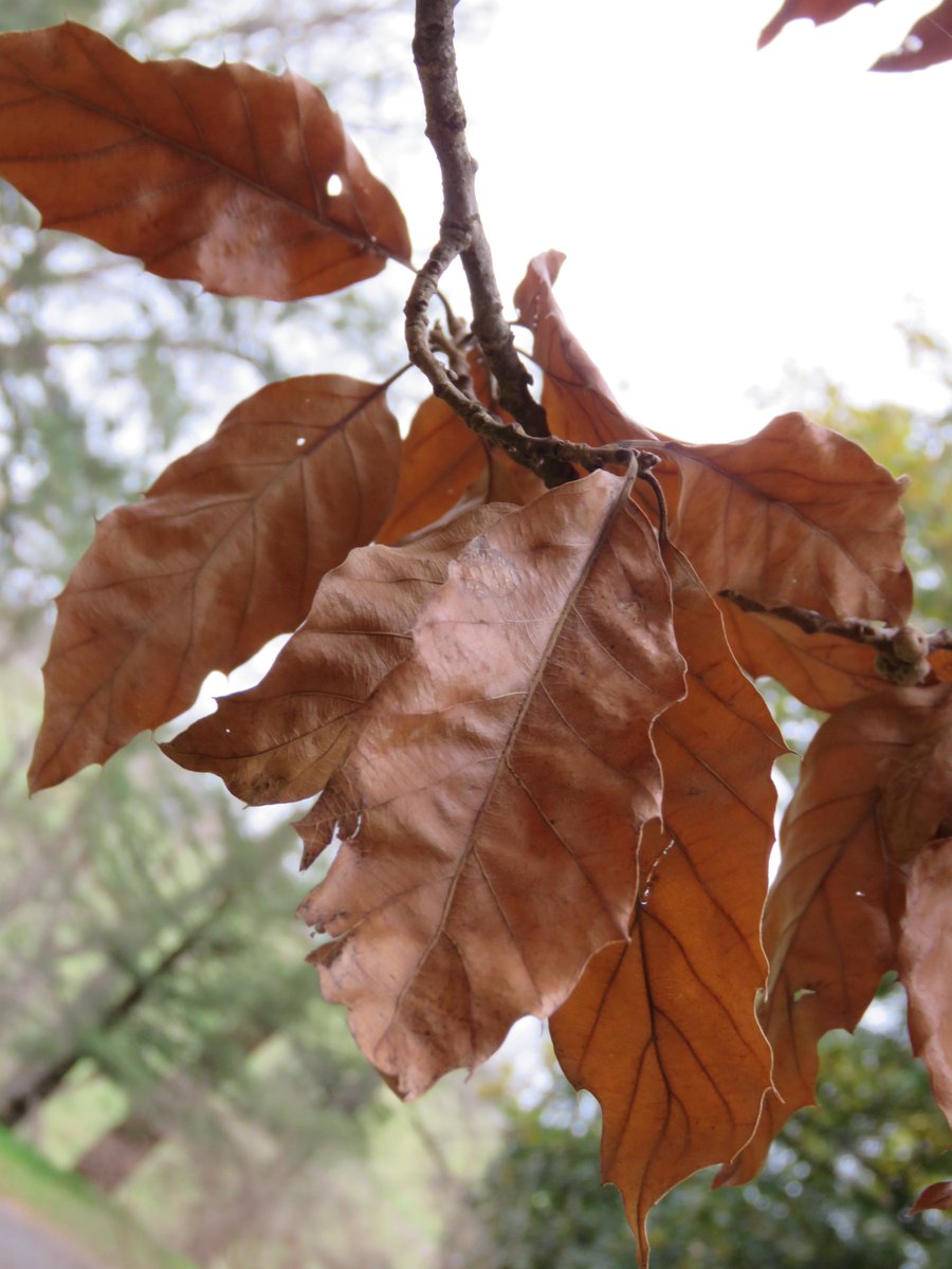 A couple of oaks from Asia with connections to the Turkey and cork oaks from Europe. There are plenty more oaks in Asia of course, but that's for another day.

talkingplants.blogspot.com/2024/02/bristl…

#talkingplants #oaks #quercus