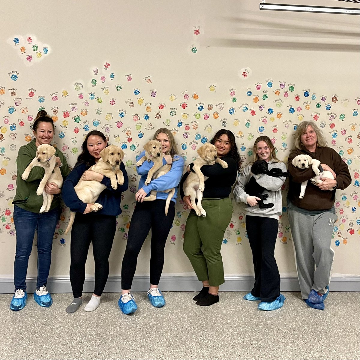 ssdroarformore's tweet photo. Welcome our newest puppies in training! These little pups will be raised with @ssdroarformore, @SSDOGS at @penn_state for the next eighteen months. #DogsChangeLives #FutureServiceDogs #ServiceDogsInTraining https://t.co/0eAhpJRLJu