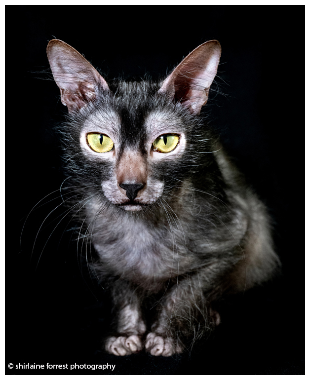 Gallery of @Supremecatshow #Shropshire Championship Show... facebook.com/media/set/?van… @UKNikon @NikonEurope @GettyImages #GCCF #catshow #cat #catportrait #catphotography #BritishShorthair #DomesticLonghair #Lykoi #pedigree #bestinshow #neko #gato #nikonz8 #Nikon