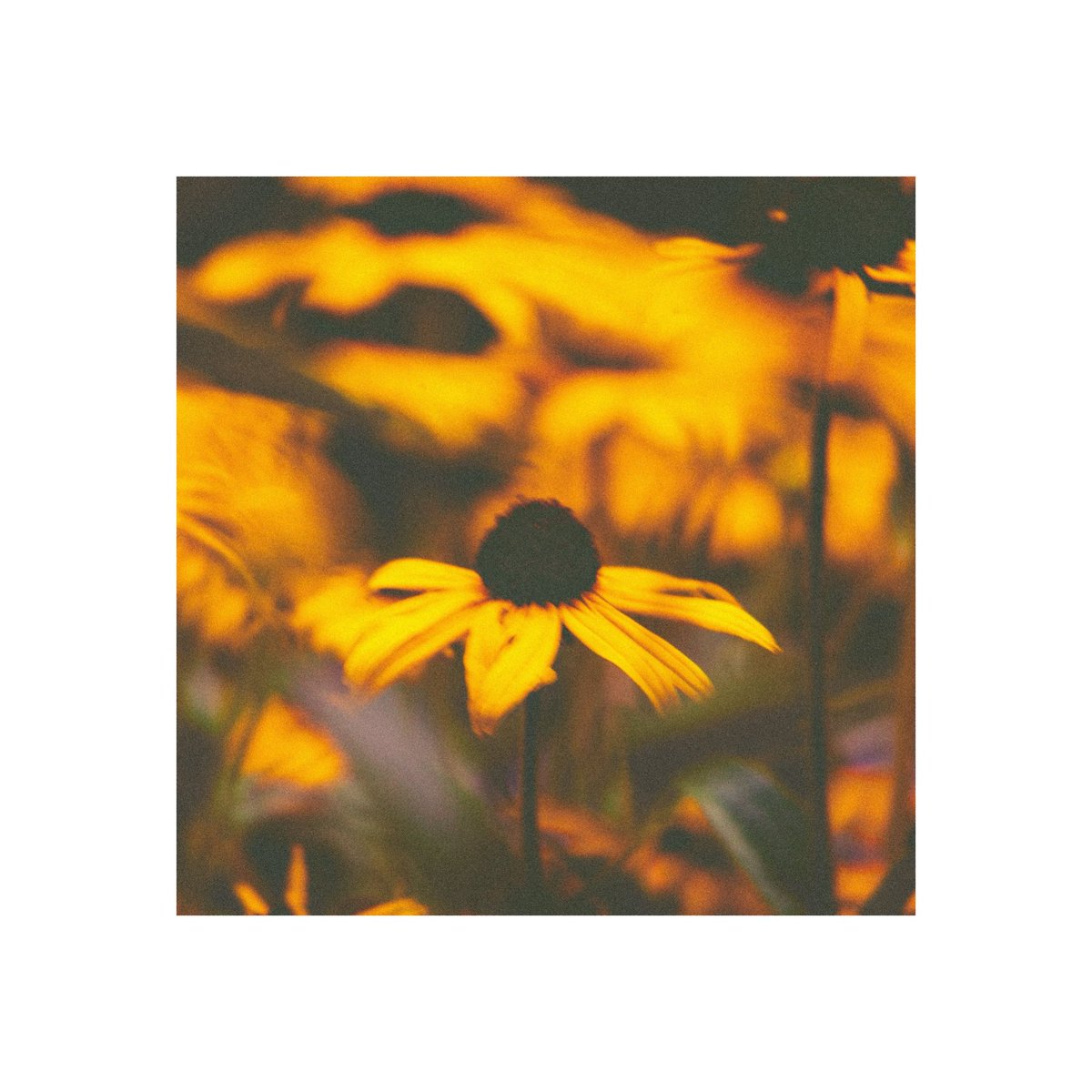 On February 16th we’re dropping a single called ‘Despair’ feauturing Josh Landrith of Lethal Method.

This is our heaviest song yet, and one of our favorites we’ve written. Super excited for everyone to hear this.