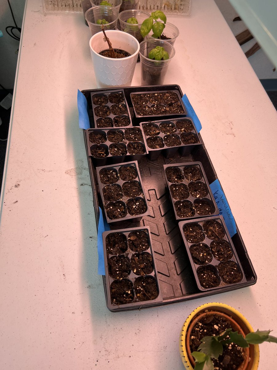 mrsralph412's tweet photo. Here we grow again! 
#teachersthatgrow #iheartteaching #carycougarPride https://t.co/nQW5Qcd1Gq