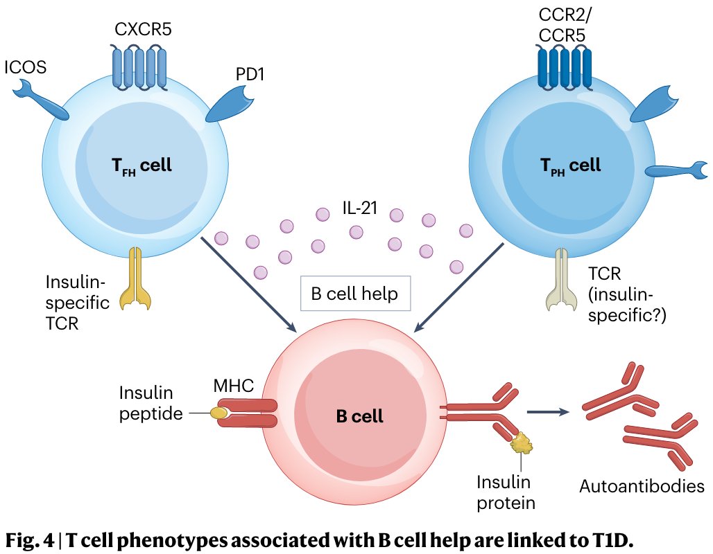 Our new review on the Immunology of #Type1Diabetes now out in @NatRevImmunol – really important area for understanding and maximising immunotherapies. Kevan Herold @Bruskolab Thomas Delong, Ana Luisa Perdigoto, Noah Biru @DUK_research @JDRFUK @iit_ucl nature.com/articles/s4157…