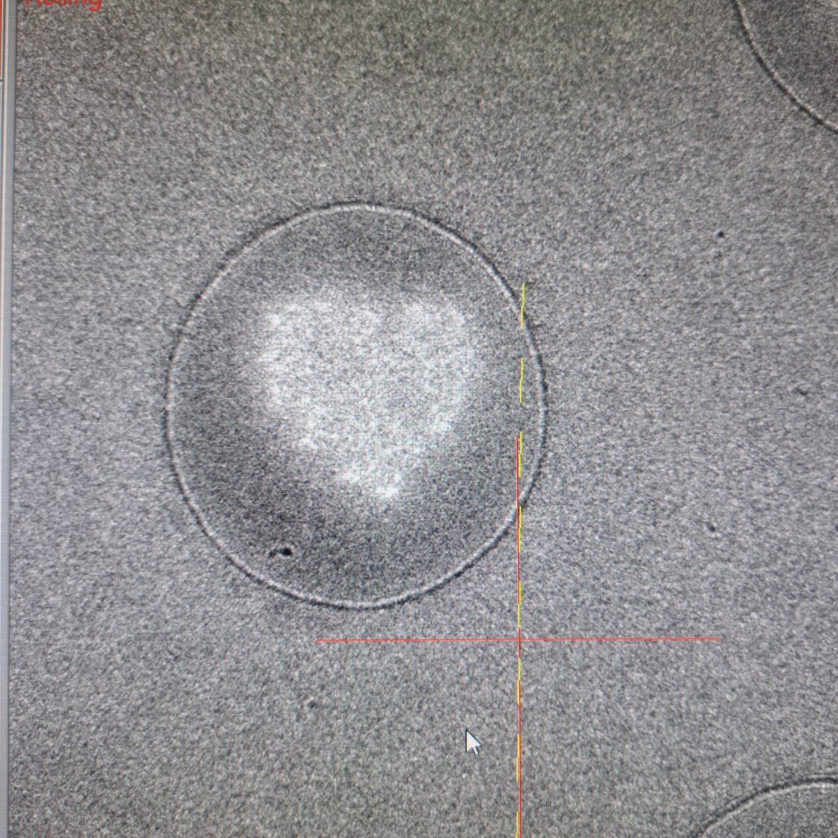 Dra. Perla A. Peña Palomino tweet media