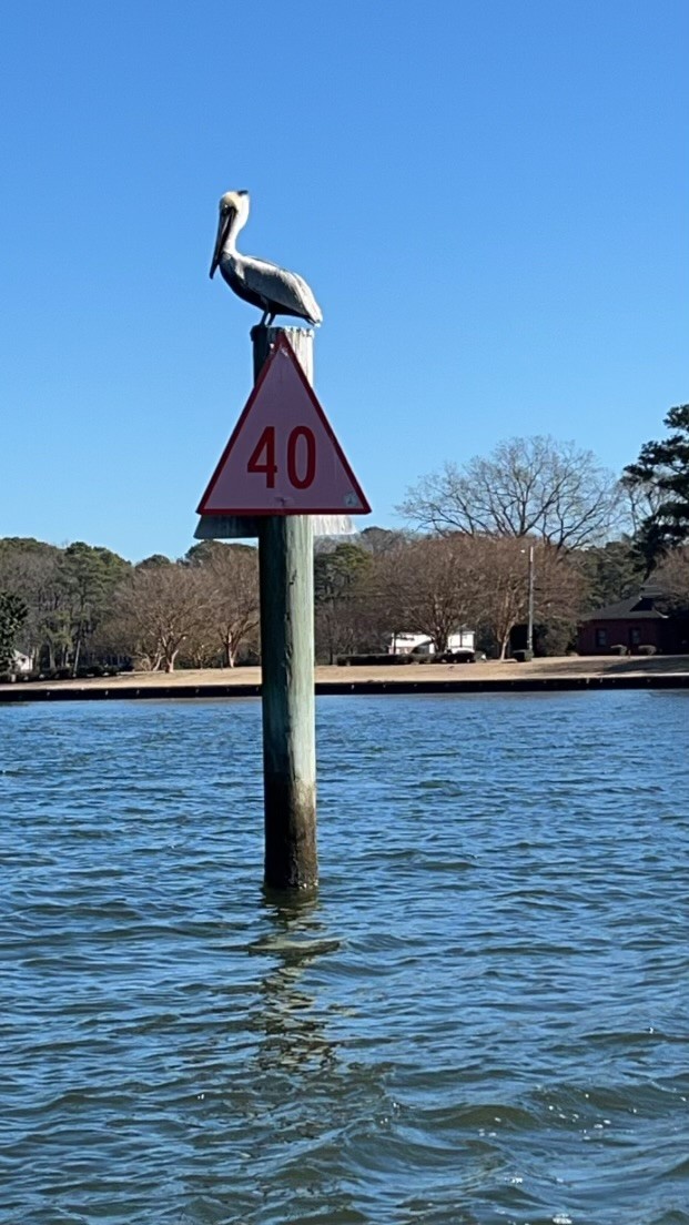 It’s a beautiful (and cold) day on the water! Ethan and Sy are out doing a #hydrographicsurvey today. They even have a pelican pal keeping them company!