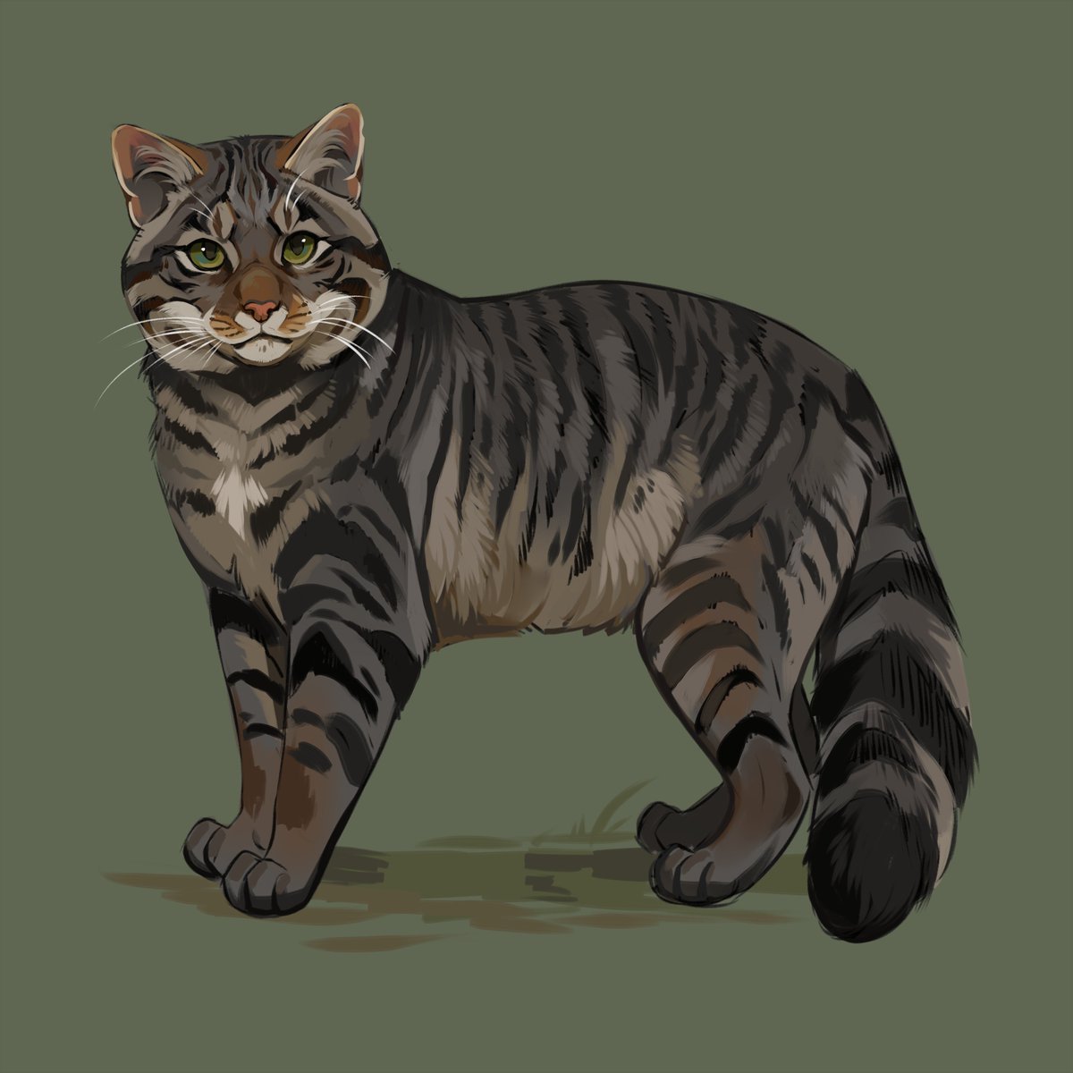 nali_draws's tweet photo. Day 5: Wildcat
A scottish wildcat or "Highland Tiger" these guys are so cute. https://t.co/z3ZktDcwjo