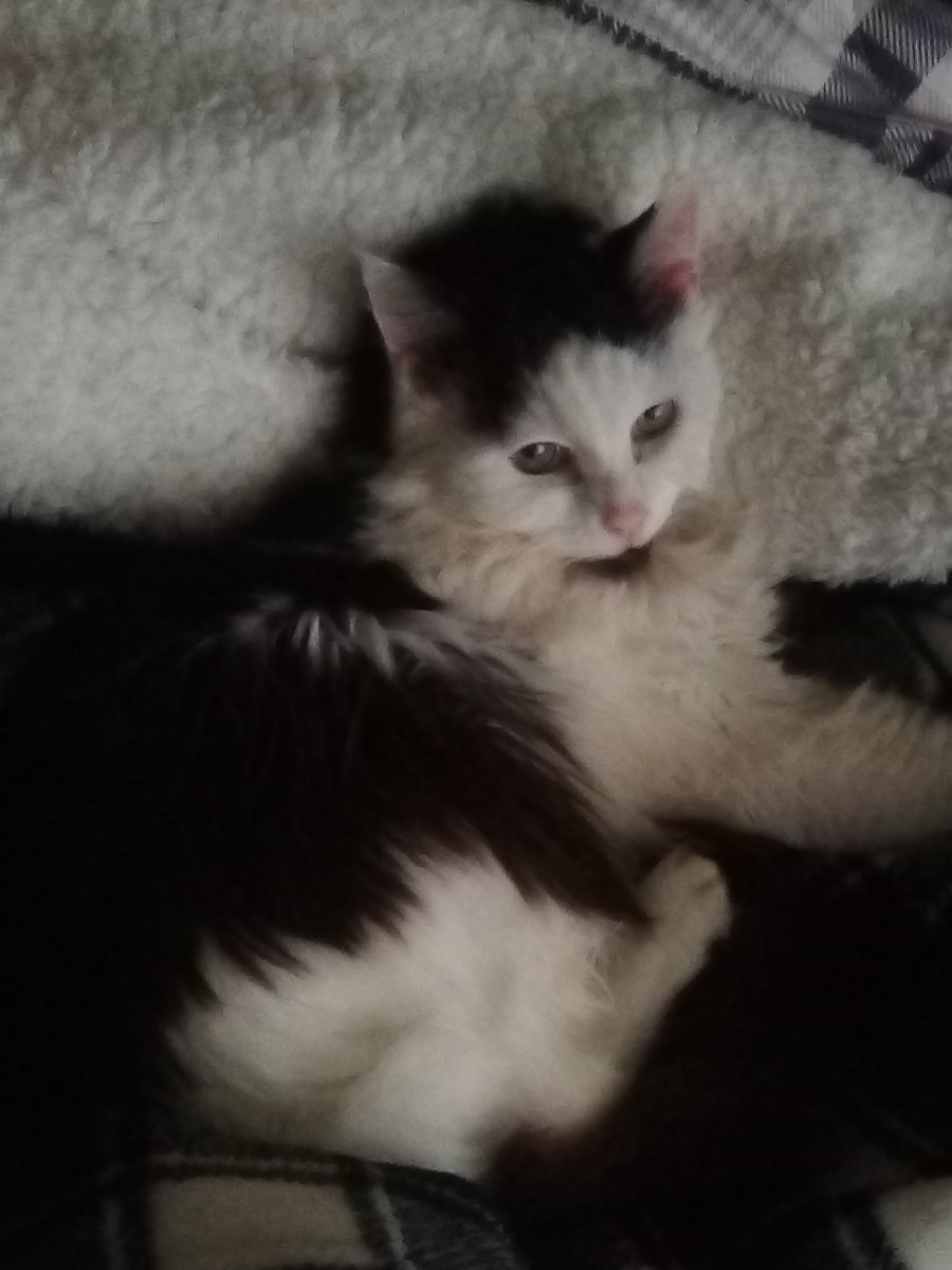 This is awesome 😻 

Since I got sick I'm super spoiled &amp; I gained over 2 pounds 🐾 
Muchos Loves 💋💋💋 

#CatsOnTwitter #cats #CatsOfX 
#SomoraRocks2024