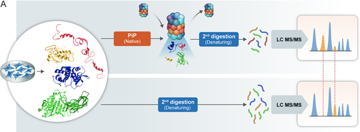 Picotti Lab (@picotti_lab) on Twitter photo Our paper with <a href="/MichalSharon3/">Michal Sharon</a> is now live <a href="/MolSystBiol/">Mol Syst Biol</a>. We identified hundreds of substrates of the 20S proteasome, enriched in RNA- and DNA-binding proteins with IDRs. A variety of substrates showed site-specific cleavage, suggesting functional products.
embopress.org/doi/full/10.10… Our paper with <a href="/MichalSharon3/">Michal Sharon</a> is now live <a href="/MolSystBiol/">Mol Syst Biol</a>. We identified hundreds of substrates of the 20S proteasome, enriched in RNA- and DNA-binding proteins with IDRs. A variety of substrates showed site-specific cleavage, suggesting functional products.
embopress.org/doi/full/10.10…