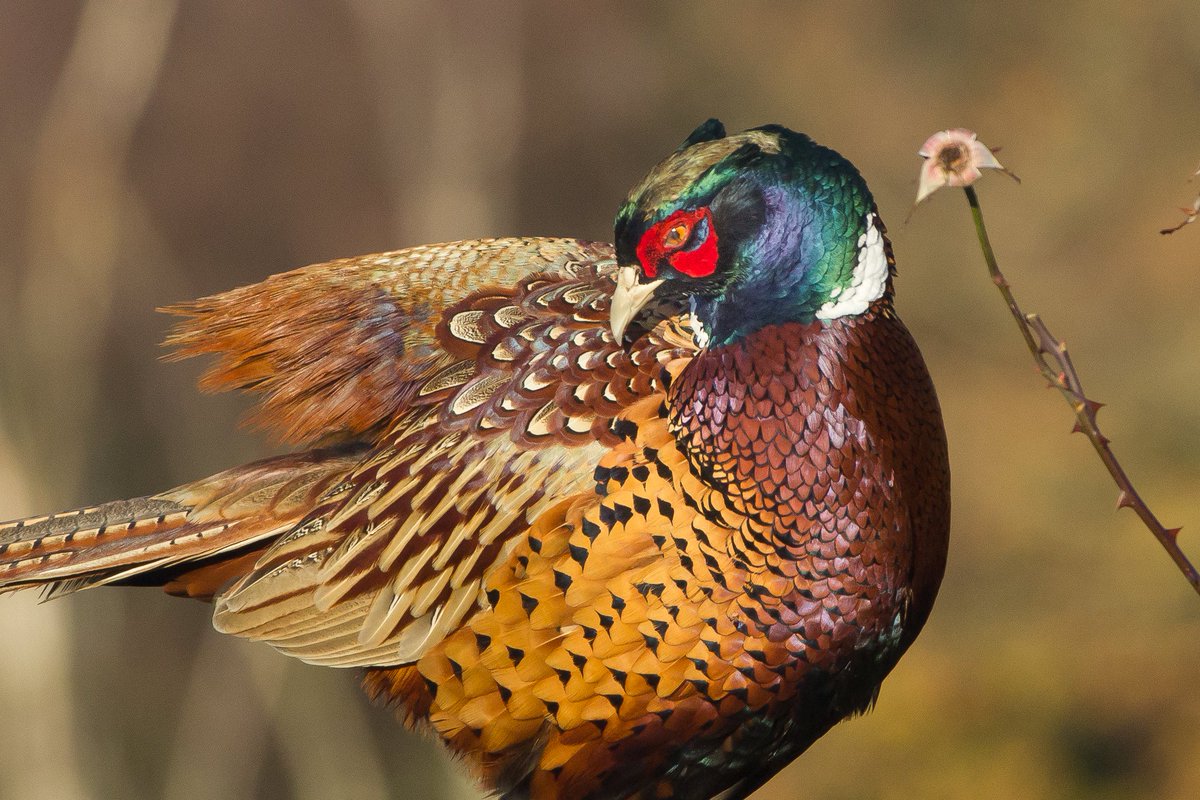 Having survived the local shoots, there he was on the garden fence, his plumage lit by winter sunlight.