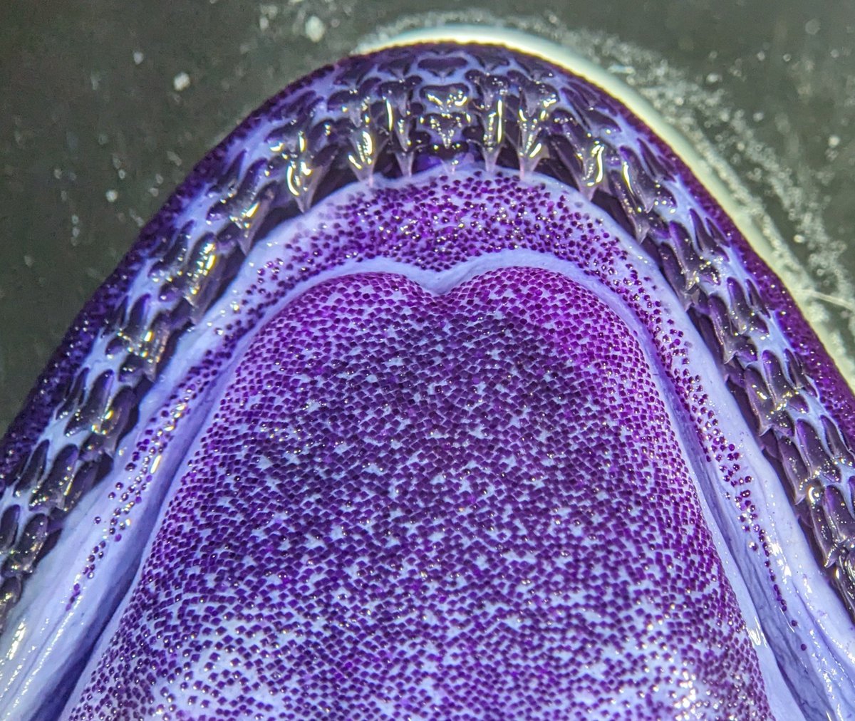 garethjfraser's tweet photo. Did you know that some sharks have skin denticles INSIDE their mouths, not just on the external skin!? This is the embryonic Bonnethead #Shark lower jaw with 'skin-teeth' covering the surface of the heart-shaped tongue-like structure, the basi-hyal! 🔨🦈🦷 https://t.co/xvJpZnc3dY