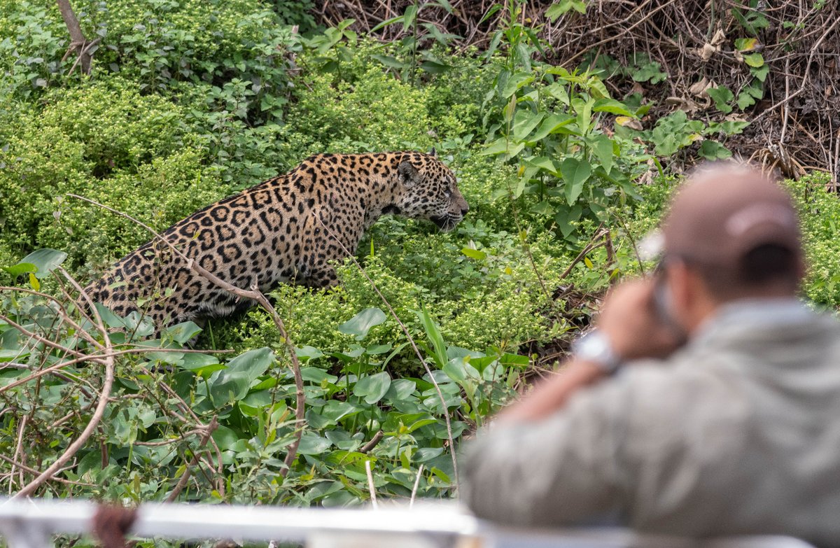 AtlasTravelLAT's tweet photo. North Pantanal Cruise with @pure_brasil 

An exclusive cruise navigates along the Paraguay and Cuiabá rivers, in a comfortable vessel with 7 cabins only, exploring four different Nature Reserves
Learn more at https://t.co/UHFsmeEfM8

#atlasadventuretravel #adventuretourism https://t.co/0x4SqUAzZu