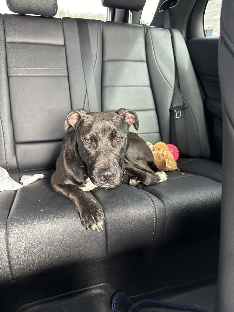 madmccl's tweet photo. Small female pit/lab mix found in Edgewood ATL 2/5/24. No chip. Very sweet, timid personality; likely under one year old, about 30 lbs. Fulton County animal unable to take her in, looking for good home. All vaxes done, heartworm negative. Please share!
#atlanta #atlantadogs https://t.co/0KB6U1Hpu4