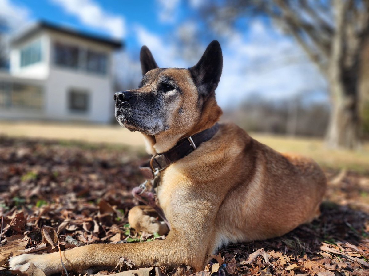 lnharris87's tweet photo. My senior baby, Diesel Zane. He is sick, possibly with hemorrhagic Gastroenteritis or Pancreatitis.  He was throwing up piles of bloody vomit and then bloody diarrhea.  

Needing blood work done and an X-ray.  The vet quoted 1300. 
😭 https://t.co/m5KO10c6vb