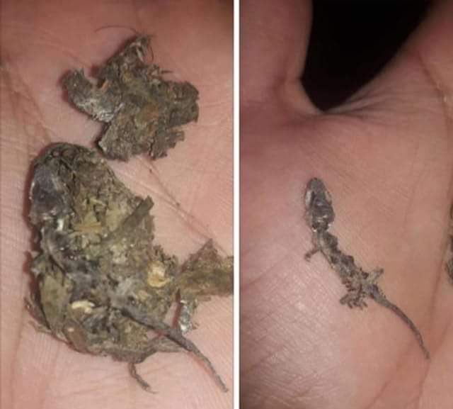 beck da lacoste kkkkkk