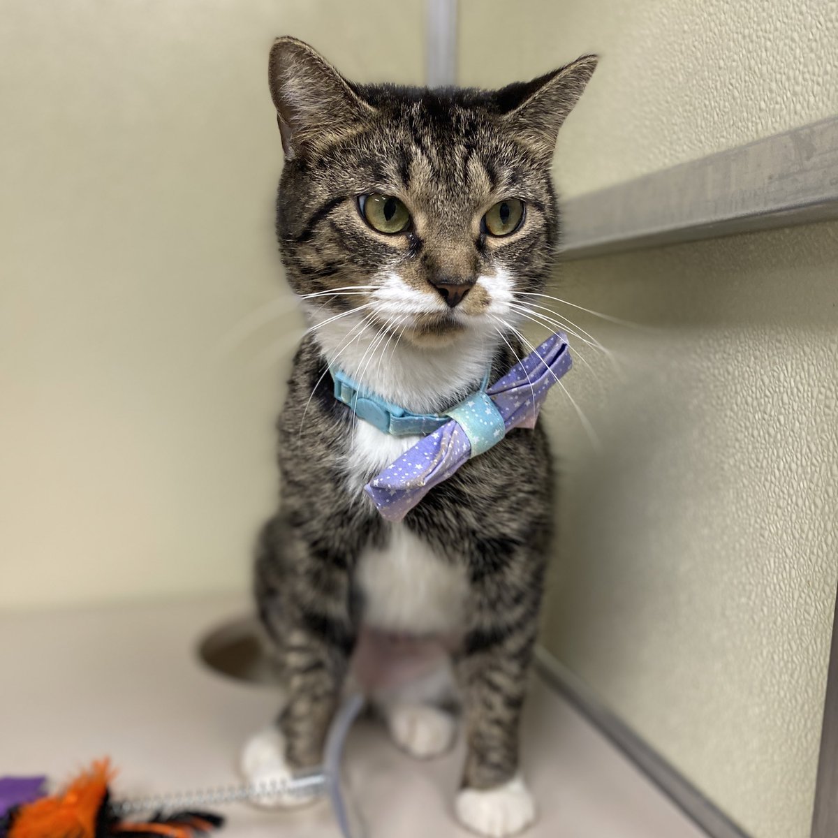 Beldam is a petite four year old kitty who is looking for a home. She has beautiful green eyes and a little round face. Beldam would love a home where she is cherished. 

📍 Blackwood, NJ

#catsofinstagram #cats #adoptacat