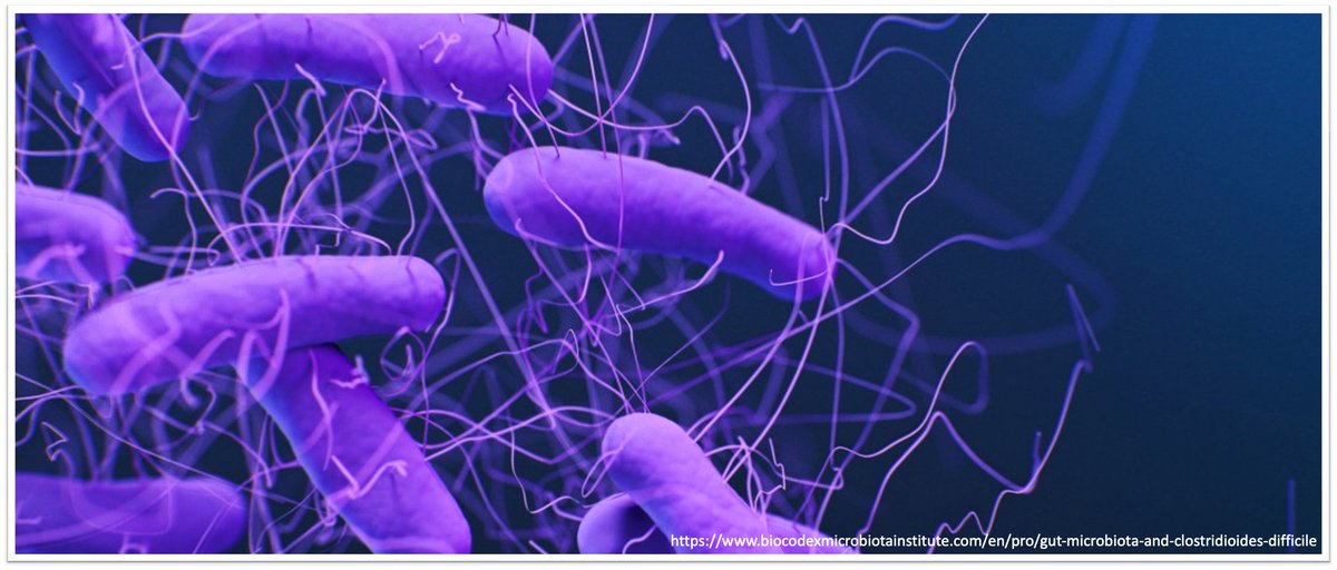 1/18 🤔Why does Clostridioides difficile infection (CDI) so rarely cause bacteremia? Patients with CDI are some of the sickest I've cared for. And yet, the causative bacterium is rarely seen in the blood. This is rare among the severe infections I see. 👀Let's have a look.