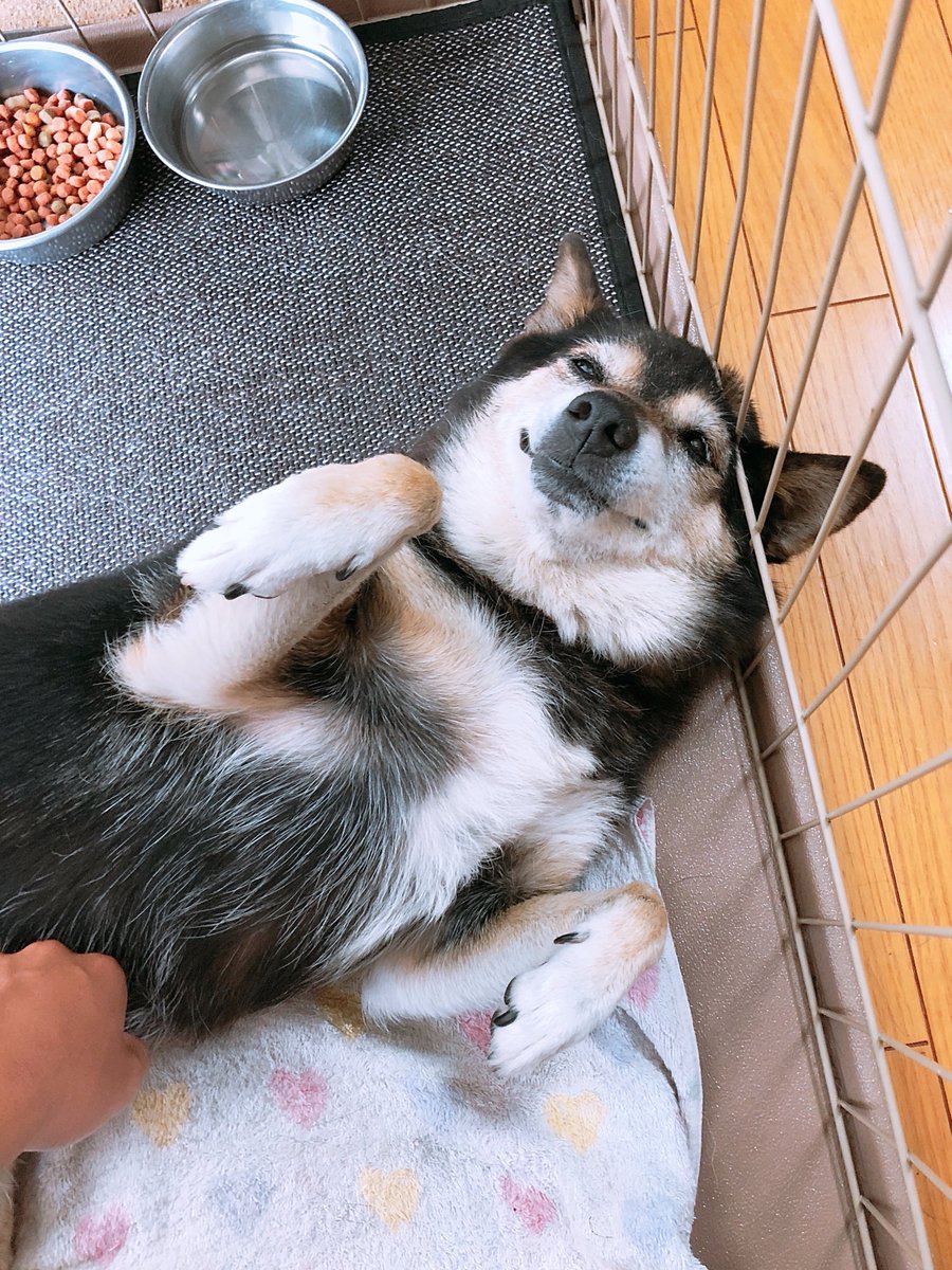 さきほど電話があり、実家の犬が永眠しました 16歳と10ヶ月でした
おれの人生の宝物であり、たくさんの幸せのみなもとでした
全部あっという間に過ぎては思い出ばかり残して、一生をかけておれの中で輝きつづけるんだと思います
次会えたら一緒に田んぼを走り回りたいです 
