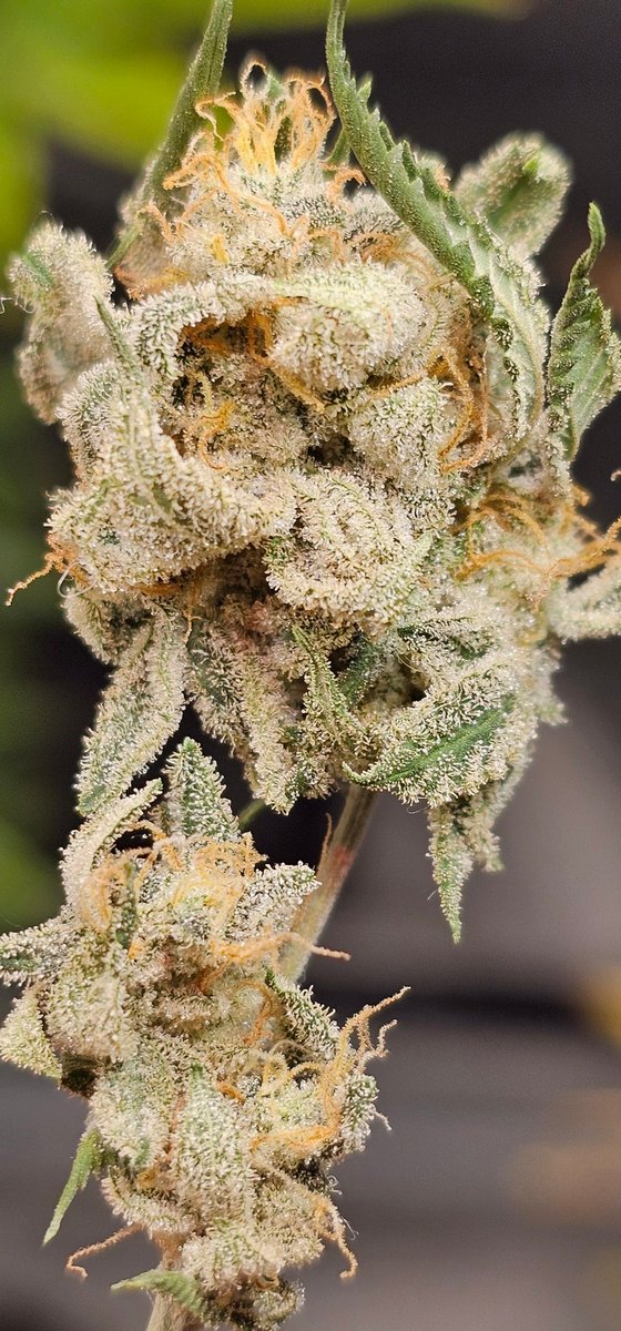 walipini's tweet photo. Glue Prom lower tester nug of a dry hanging plant harvested  early at day 42! Trying to see how early we can pull.  I'm thinking 42 45 is the sweet spot! https://t.co/rABUbgTHBo