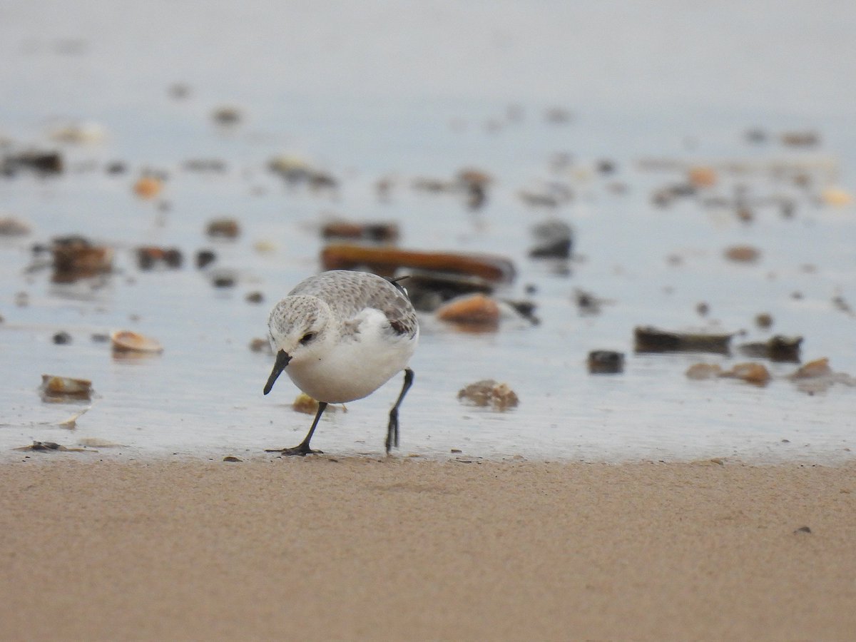 mattgarnham90's tweet image. Adventured to Holkham Beach, Norfolk 4th Feb. To see the Black Scoter with no luck. @NorfolkBirds #HolkhamBeach #equine #horseriding #pony #horse #Sanderling #birdwatching #beach #norfolk