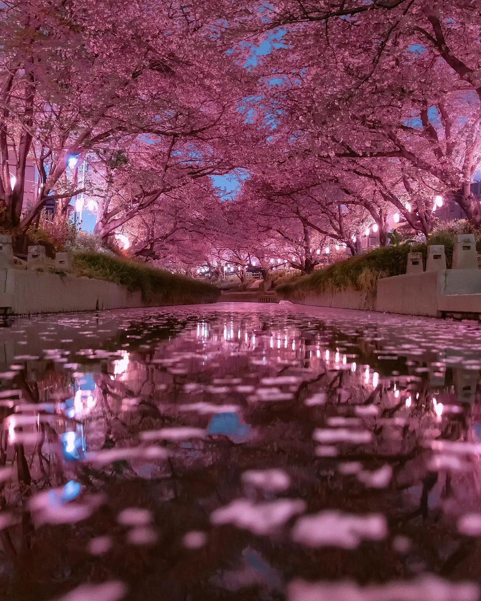 Cherry blossom, Japan