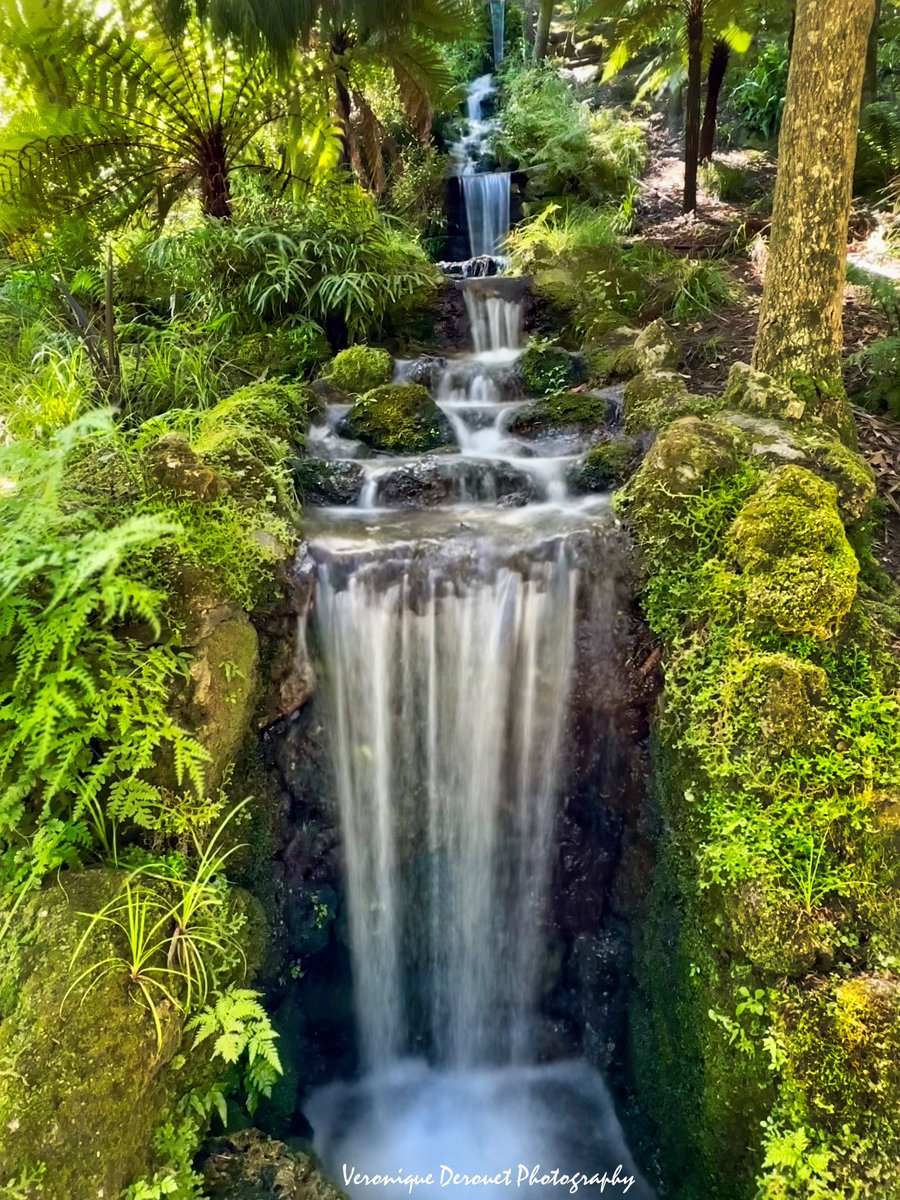 vederouet's tweet photo. ���🇿 Napier, Botanic Gardens
North Island, New Zealand 
Veronique Derouet 02/2024
#napier #northislandnz #newzealand #botanicgarden @ThePhotoHour https://t.co/KJ3CSyplFK