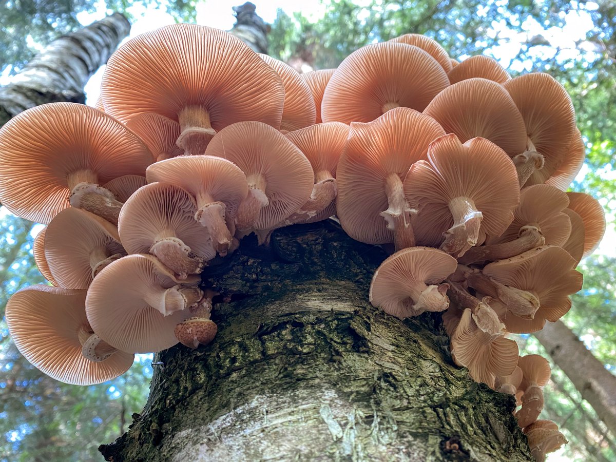 Julia Pawlowska (@jzpawlowska) on Twitter photo Join us at 4th Conference of Polish Mycological Society, 20-22 September 2024 in Lublin 🇵🇱. Don't miss the general assembly and the election of new board for next 4 years! For more information see: ptmyk.pl/?p=5453🍄
<a href="/Agrophysics_PAS/">Institute of Agrophysics, PAS 🇵🇱🇪🇺</a> #UMCS #PTMyk Join us at 4th Conference of Polish Mycological Society, 20-22 September 2024 in Lublin 🇵🇱. Don't miss the general assembly and the election of new board for next 4 years! For more information see: ptmyk.pl/?p=5453🍄
<a href="/Agrophysics_PAS/">Institute of Agrophysics, PAS 🇵🇱🇪🇺</a> #UMCS #PTMyk
