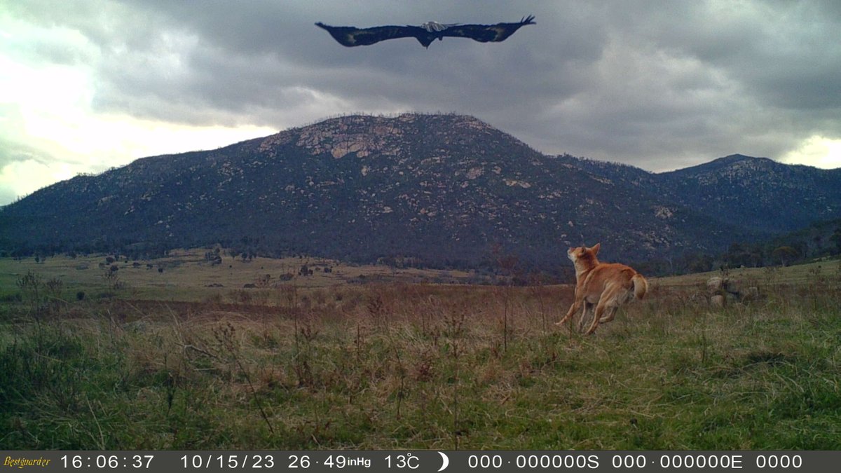 Two of Australia's apex predators meet! #dingo #wedgetaileagle #australianalps #wildoz