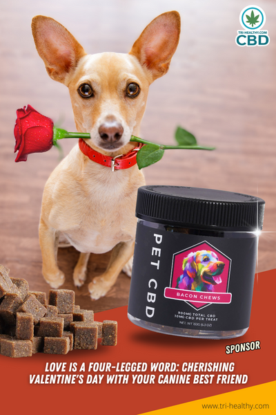 TheSandyPooch's tweet photo. Celebrate 🐾 Valentine's Day with your furry friend!❤️ Show your pup how much they mean to you and make #ValentinesDay unforgettable for both of you! 🐶💕 #PuppyLove #DogLove #Trihealthy #ohio #Niles https://t.co/syu0Q5uun6