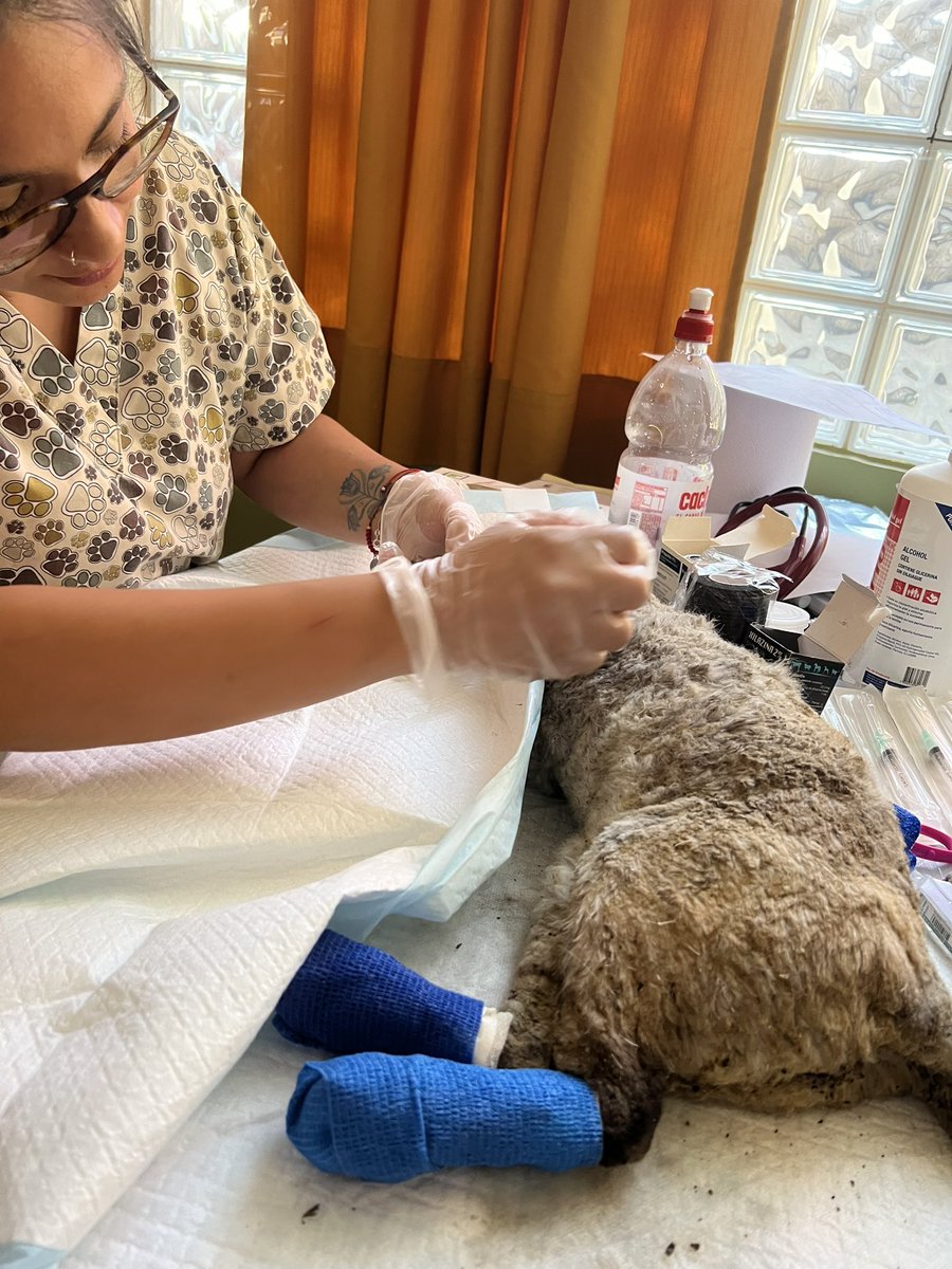 Carito21SA's tweet photo. Seguimos trabajando 💪🏻💪🏻💪🏻💪🏻 Gracias por todo el apoyo y aporte!! Los amamos ❤️ Mañana am compraremos insumos en Stgo y detallaremos gastos. Siguen llegando animalitos quemados. https://t.co/CupdLzbZ0w