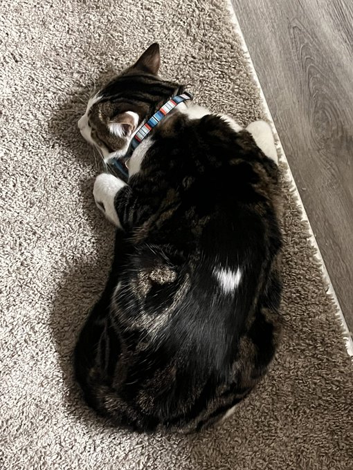 My cat lay weird sometimes https://t.co/idbX5imJKZ