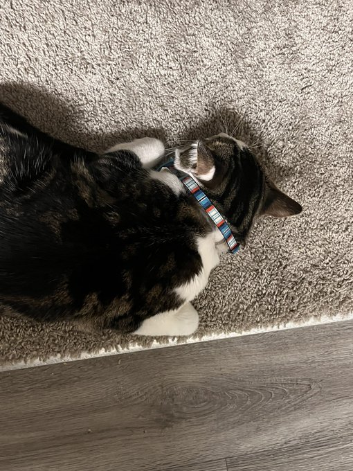 My cat lay weird sometimes https://t.co/idbX5imJKZ