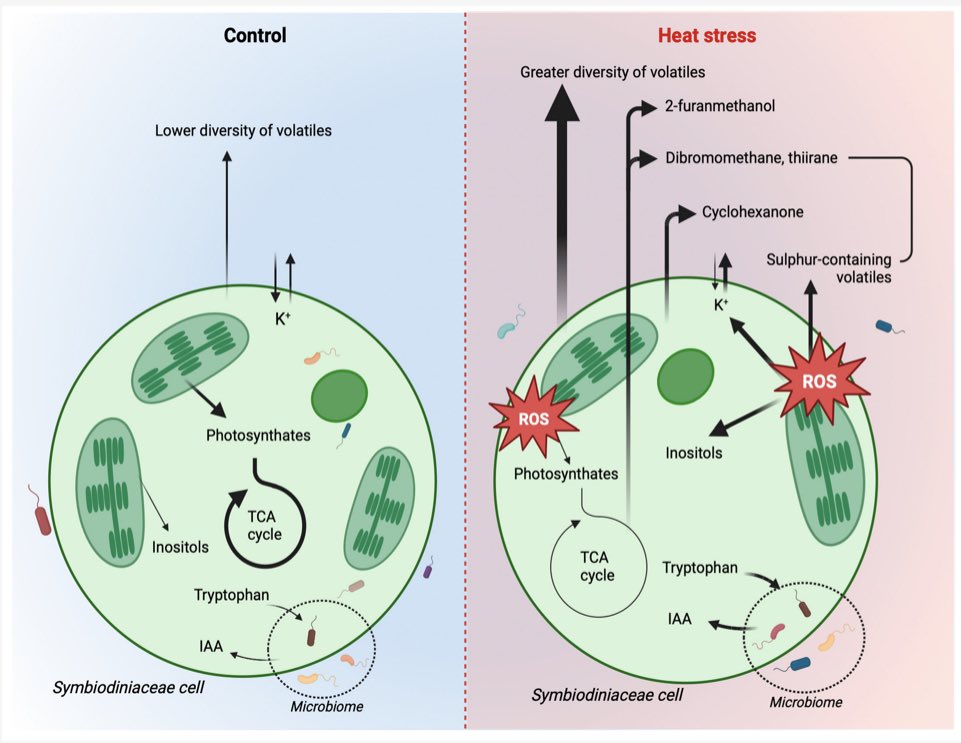 New work by @tinyscientist @MaikenLand @_natashabartels @CaitlinAlinya @emmafcamp applying multi-omics to study Symbiodiniaceae heat stress @uts_c3 @FutureReefslab mdpi.com/2076-2607/12/2…