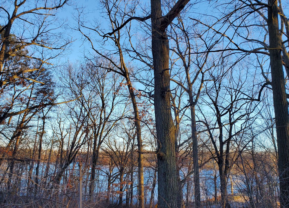 SW Michigan backyard thinking about coming back on parade soon