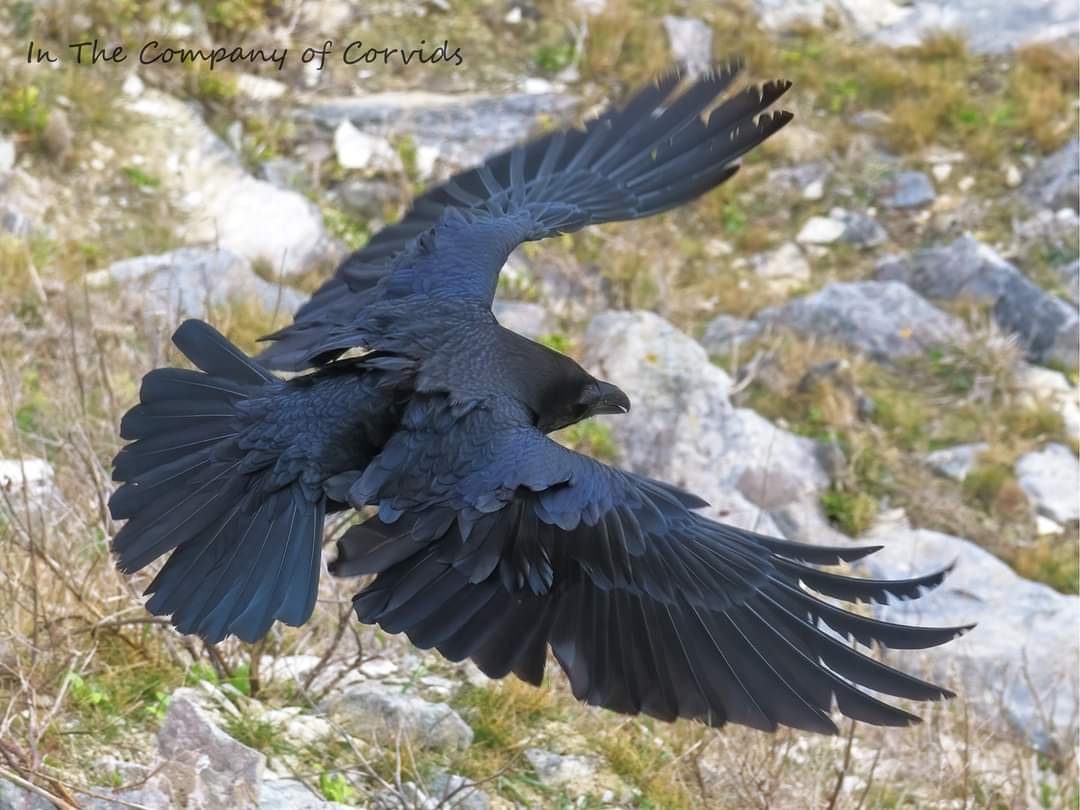 JcamJane's tweet photo. Reach. Raven. Portland UK https://t.co/1EAsPKX62z