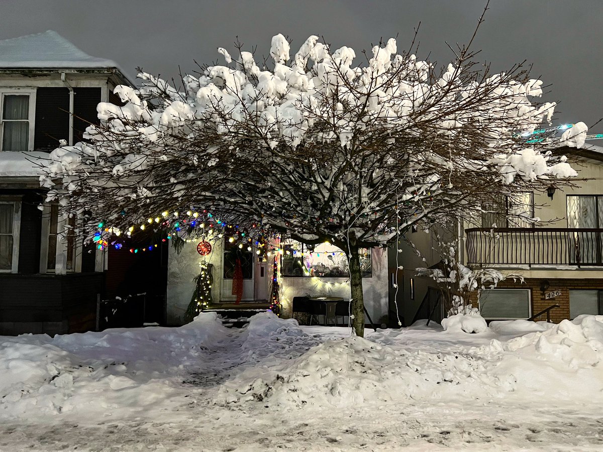 Holding up well. A tree exercises its muscles & holds up some heavy snow following last month’s snowfall.

🐈: music.amazon.ca/albums/B0CP31T…

#winter2024 #heavysnowfall #winternights