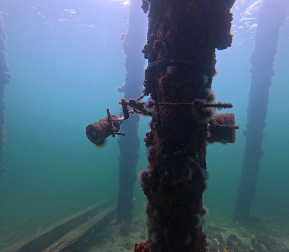 AusOcean tweet media