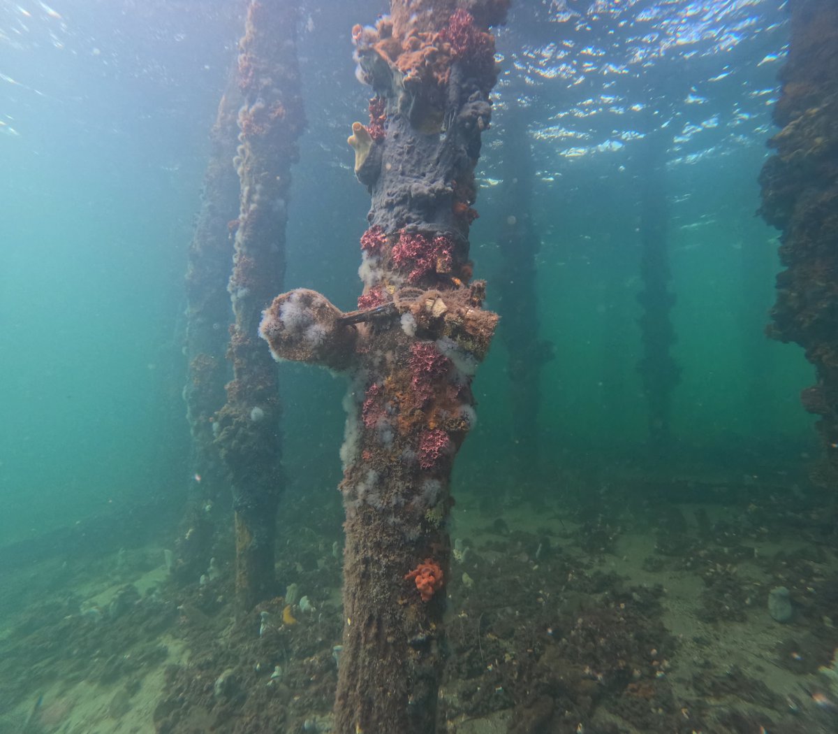 AusOcean tweet media