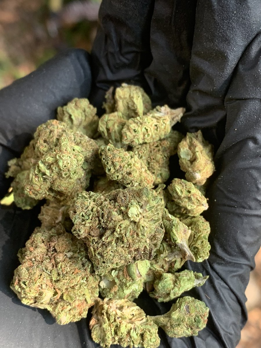 hewweeds's tweet photo. Platinum oreo💧(popcornแข็ง) 1g40 10+35บริการปลายทางชนมือนครปฐมติดต่ไลน์https://t.co/XwdO1f5B5I หรือDmได้เลยครับ #นครปฐม #นครปฐมนัดเย็ด #นครปฐมรับงาน #นครปฐมในเมือง #ศาลายา #กำแพงแสน #ศิลปากร #มหิดล #นครชัยศรี #ดอนตูม #สามพราน #บางเลน #FWBนครปฐม #ONSนครปฐม #ตัวเมืองนครปฐม https://t.co/PG9hKZVBeN