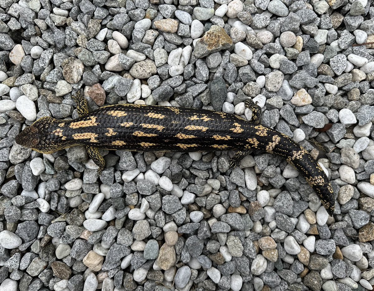 KOBU JAPAN,LTD. on X