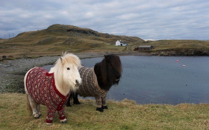 equine__dentist's tweet photo. me and my girl if we were mini horses wearing matching pjs https://t.co/1YcNrfxApi