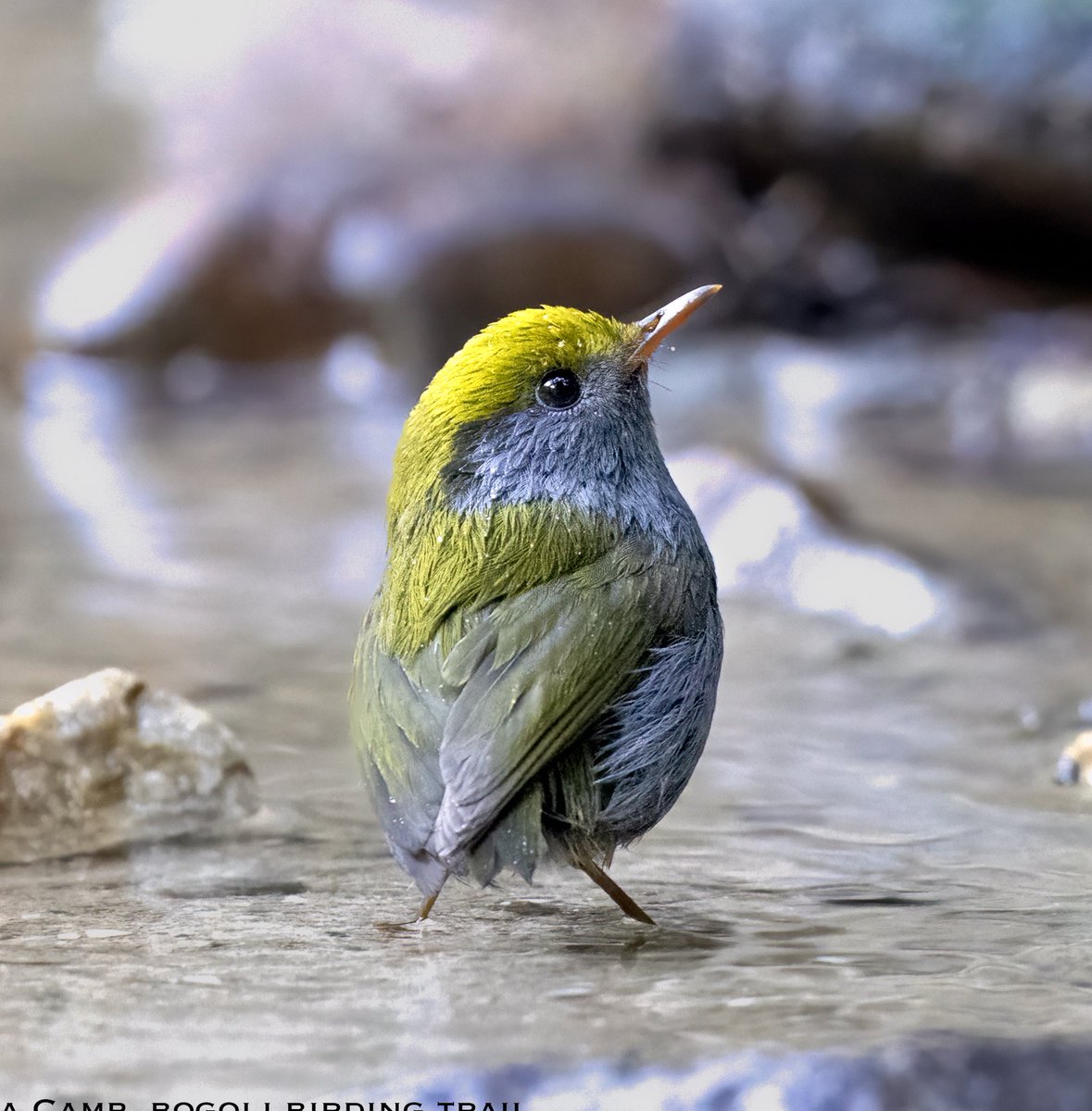 shobhakgoa's tweet photo. Slaty Bellied Tesia from Tesia Camp, Bogoli. Posting after a very long time.

#indiaves #BBCWildlifePOTD #natgeoindia #ThePhotoHour #SonyAlpha  @incredibleindia https://t.co/oTAxb4iC2r