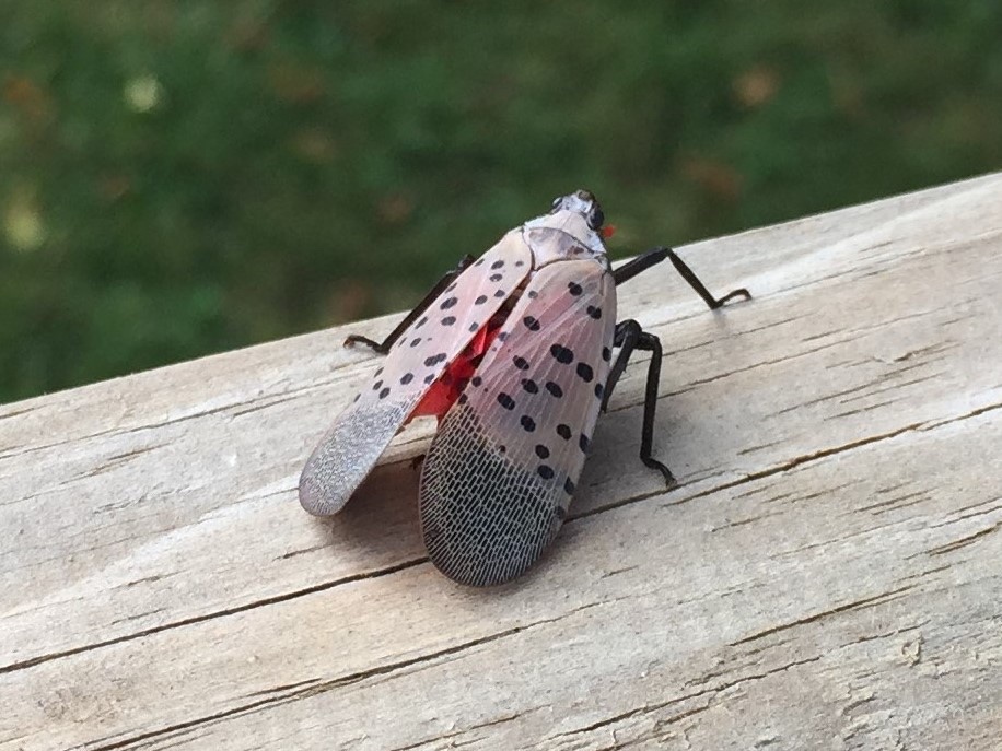 these bugs are so nice when you dont got a bitch screaming how god awful they are next to your ear
