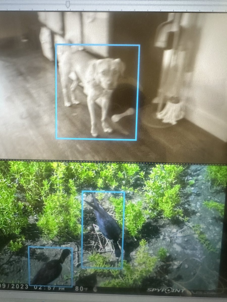 Jaime A. Botet Rodríguez tweet media