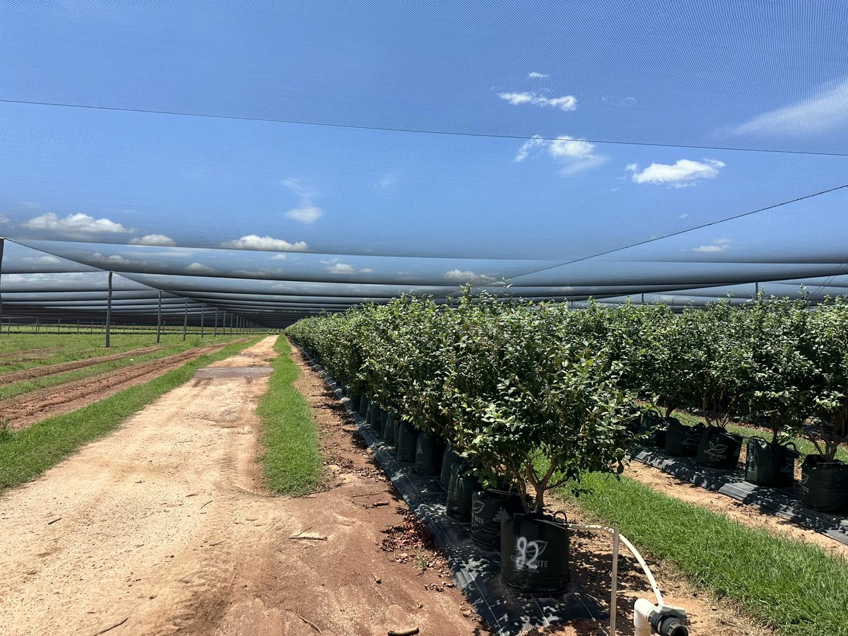 The Governor and Professor Nimmo have toured the Smart Berries #blueberry farm in Boynewood in #Queensland's North Burnett region, renowned for its top-quality fruit and produce. The Vice-Regal couple is on their first official visit to the region <a href="/NorthBurnettRC/">North Burnett Regional Council</a> <a href="/GFruitgrowers/">Gayndah Fruitgrowers</a>