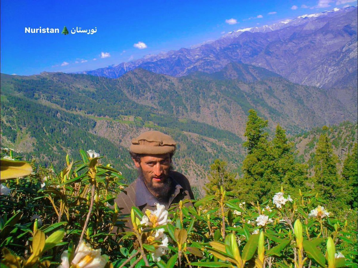 Nuristantribune's tweet image. روز ملی پکول خجسته باد!